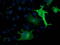 SH2B adapter protein 3 antibody, TA502748, Origene, Immunofluorescence image 