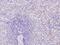 Triggering Receptor Expressed On Myeloid Cells Like 1 antibody, 11934-T26, Sino Biological, Immunohistochemistry frozen image 
