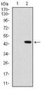 Sonic Hedgehog Signaling Molecule antibody, NBP2-22126, Novus Biologicals, Western Blot image 