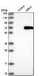 Protein ariadne-1 homolog antibody, NBP1-88984, Novus Biologicals, Western Blot image 
