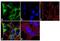 Dihydropyrimidinase Like 5 antibody, GTX19352, GeneTex, Immunofluorescence image 