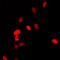 Paired Box 6 antibody, orb412585, Biorbyt, Immunofluorescence image 
