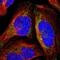 RNA Polymerase Mitochondrial antibody, PA5-52284, Invitrogen Antibodies, Immunofluorescence image 