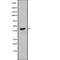 PHD1 antibody, abx215094, Abbexa, Western Blot image 