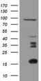 Migration And Invasion Enhancer 1 antibody, LS-C797786, Lifespan Biosciences, Western Blot image 