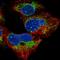 Mitochondrial Ribosomal Protein S14 antibody, HPA051087, Atlas Antibodies, Immunocytochemistry image 
