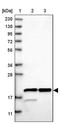 Ribosomal Protein L26 antibody, PA5-56477, Invitrogen Antibodies, Western Blot image 