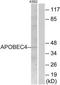 APOBEC4 antibody, TA316464, Origene, Western Blot image 