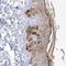Sirtuin 3 antibody, HPA026809, Atlas Antibodies, Immunohistochemistry frozen image 