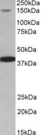 Ectoderm-neural cortex protein 1 antibody, 43-171, ProSci, Enzyme Linked Immunosorbent Assay image 