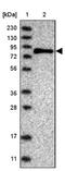 Sentrin-specific protease 2 antibody, NBP1-88919, Novus Biologicals, Western Blot image 