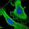 Centrosomal Protein 89 antibody, HPA040056, Atlas Antibodies, Immunofluorescence image 