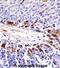 Pseudopodium-enriched atypical kinase 1 antibody, abx028384, Abbexa, Immunohistochemistry frozen image 