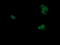 Mitogen-Activated Protein Kinase 9 antibody, LS-C174575, Lifespan Biosciences, Immunofluorescence image 