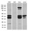 CAMP Responsive Element Modulator antibody, M04379, Boster Biological Technology, Western Blot image 