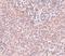 Nanog Homeobox antibody, LS-C108536, Lifespan Biosciences, Immunohistochemistry paraffin image 
