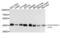 Casein Kinase 2 Alpha 1 antibody, AHP2446, Bio-Rad (formerly AbD Serotec) , Western Blot image 