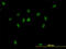 Exportin-2 antibody, LS-C104925, Lifespan Biosciences, Immunofluorescence image 