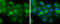 Neuromedin U antibody, GTX131391, GeneTex, Immunocytochemistry image 