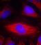 Phospholipase C Gamma 2 antibody, orb69545, Biorbyt, Immunofluorescence image 