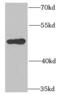 DNA Polymerase Delta 3, Accessory Subunit antibody, FNab06608, FineTest, Western Blot image 