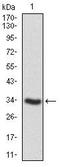Protein Tyrosine Phosphatase Non-Receptor Type 11 antibody, MA5-17160, Invitrogen Antibodies, Western Blot image 