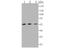 NUF2 Component Of NDC80 Kinetochore Complex antibody, NBP2-76855, Novus Biologicals, Western Blot image 