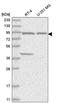 Family With Sequence Similarity 184 Member A antibody, HPA034572, Atlas Antibodies, Western Blot image 