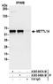 Methyltransferase Like 14 antibody, A305-847A-M, Bethyl Labs, Immunoprecipitation image 