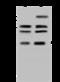 Retinol Dehydrogenase 14 antibody, 203838-T44, Sino Biological, Western Blot image 