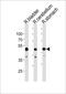 COBW Domain Containing 1 antibody, PA5-49319, Invitrogen Antibodies, Western Blot image 