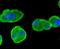 SMAD Family Member 1 antibody, NBP2-67435, Novus Biologicals, Immunofluorescence image 