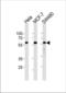 Krueppel-like factor 4 antibody, TA324723, Origene, Western Blot image 