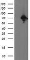 Protein Phosphatase 1 Regulatory Subunit 15A antibody, CF504359, Origene, Western Blot image 