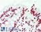 Cyclin L2 antibody, LS-B10676, Lifespan Biosciences, Immunohistochemistry paraffin image 