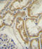 Atrial natriuretic peptide receptor 3 antibody, LS-C101221, Lifespan Biosciences, Immunohistochemistry paraffin image 