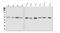 SRY-Box 11 antibody, A02603-2, Boster Biological Technology, Western Blot image 