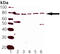 NF-E2-related factor 2 antibody, ADI-KAP-TF125-D, Enzo Life Sciences, Western Blot image 