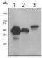 CD14 antibody, ab133335, Abcam, Western Blot image 