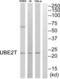 Ubiquitin Conjugating Enzyme E2 T antibody, abx014989, Abbexa, Western Blot image 