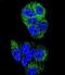 HNF-4-alpha antibody, LS-C164947, Lifespan Biosciences, Immunofluorescence image 