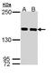 Structural Maintenance Of Chromosomes 1A antibody, GTX110331, GeneTex, Western Blot image 
