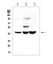 ELAV Like RNA Binding Protein 2 antibody, A06194-2, Boster Biological Technology, Western Blot image 