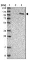 PWP2 Small Subunit Processome Component antibody, NBP1-84884, Novus Biologicals, Western Blot image 