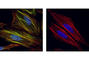 Myosin Light Chain 9 antibody, 3674P, Cell Signaling Technology, Immunofluorescence image 