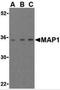 Modulator of apoptosis 1 antibody, 3005, ProSci, Western Blot image 