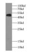 Adenosylhomocysteinase antibody, FNab00227, FineTest, Western Blot image 