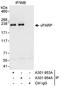 Poly [ADP-ribose] polymerase 4 antibody, A301-953A, Bethyl Labs, Immunoprecipitation image 