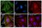 Mouse IgG (H+L) antibody, A28175, Invitrogen Antibodies, Immunofluorescence image 