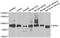 Acylaminoacyl-Peptide Hydrolase antibody, TA332974, Origene, Western Blot image 